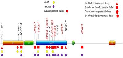 Phenotypes in Children With SYNGAP1 Encephalopathy in China